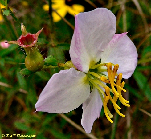 {Rhexia mariana var. mariana}